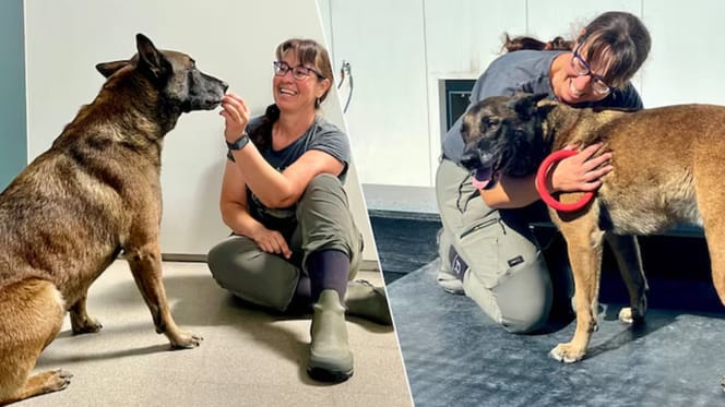 Malinois Dex wurde an einen Pfahl gebunden zurückgelassen