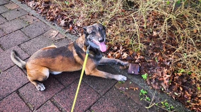 Mechelse herder Jax vindt portemonnee tijdens uitlaatrondje