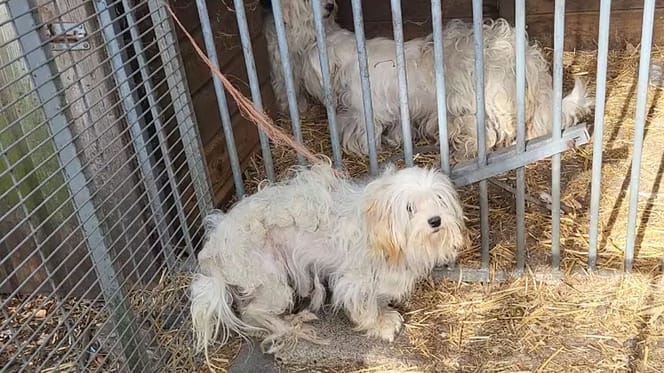 Meer dan 40 verwaarloosde dieren aangetroffen in Berkel-Enschot