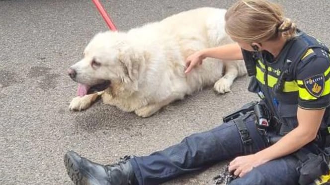 Mees, de Pyrenese berghond uit Tilburg is helaas overleden