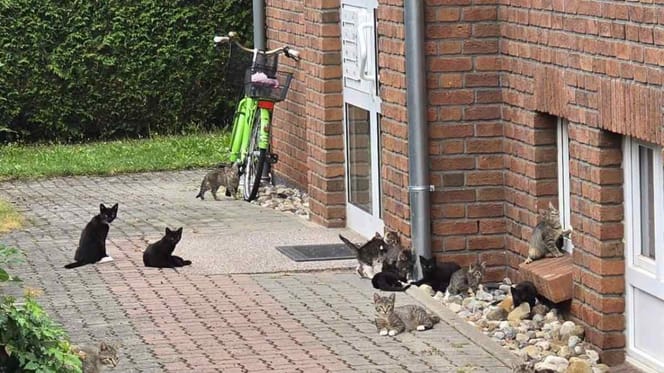 Mehrere Katzen vor einem Haus