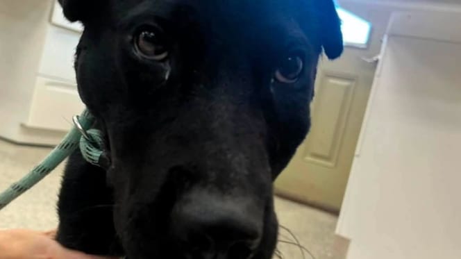 Hond Mercy