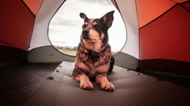 met je hond naar de camping in Nederland