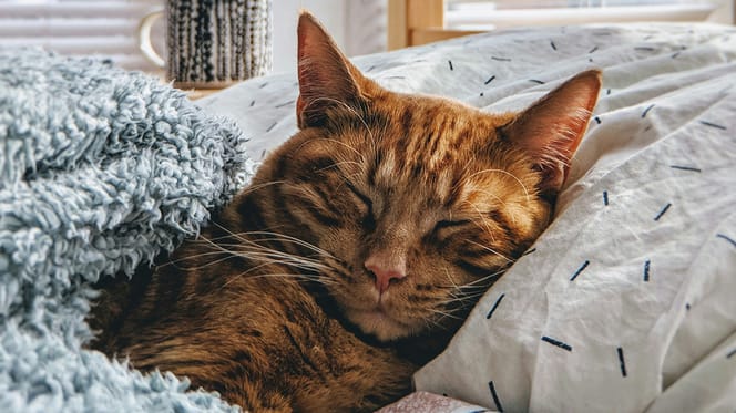Metacam voor katten