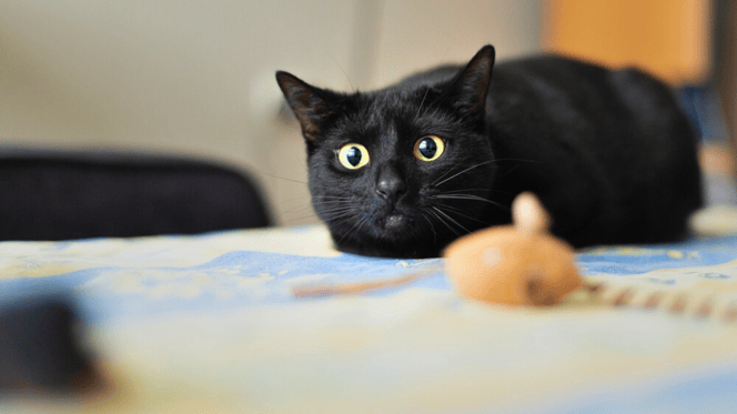 Mi gato tiene los ojos dilatados cuando me ve