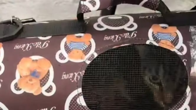 Die Katze Mia wurde mit einem Zettel ihrer Halterin vor einem Tierheim in New York ausgesetzt.