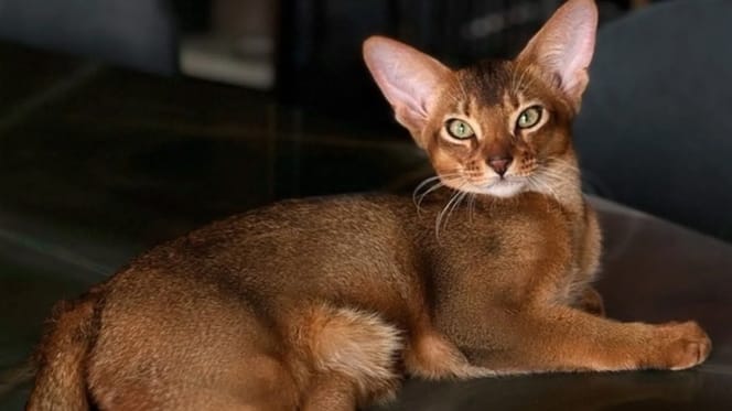 Michy Batshuayi heeft via zijn Instagram-account om hulp gevraagd voor zijn kat