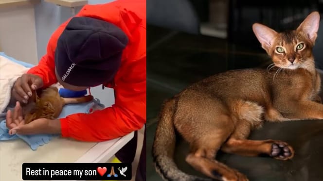 Michy Batshuayi's kat is helaas overleden