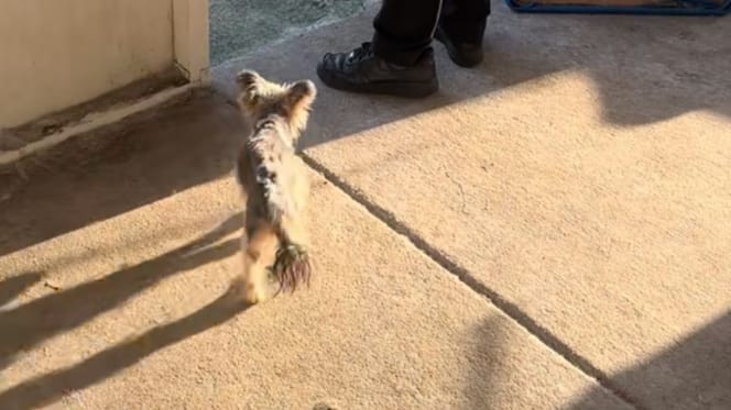 Mija la chienne