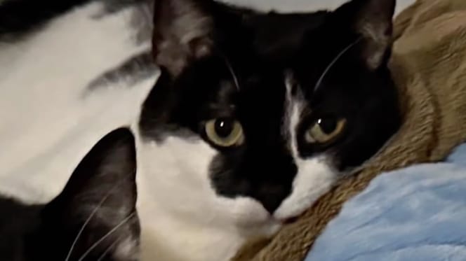 Mike the cat