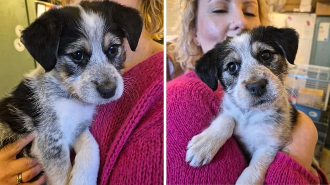 Milka - porzucony szczeniak