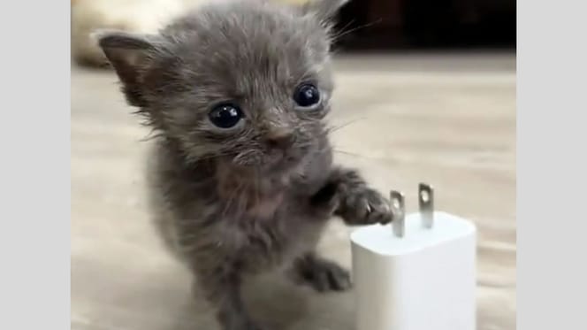 Mini-Kätzchen "Mouse"