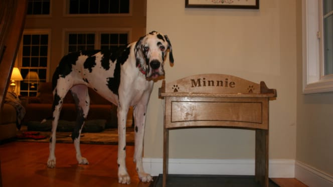 Minnie, de Deense Dog is officieel het grootste teefje ter wereld