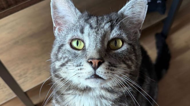 Minty le chat