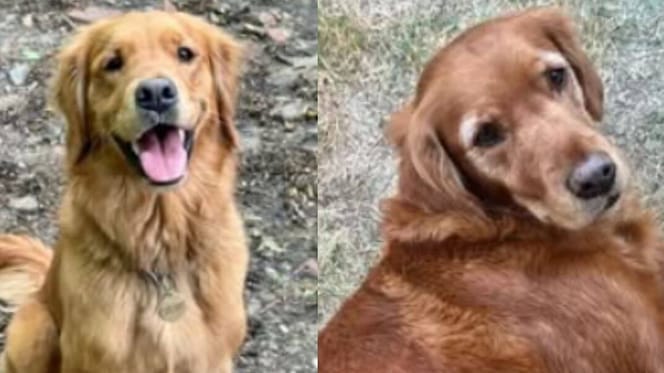 Missing Golden Retrievers