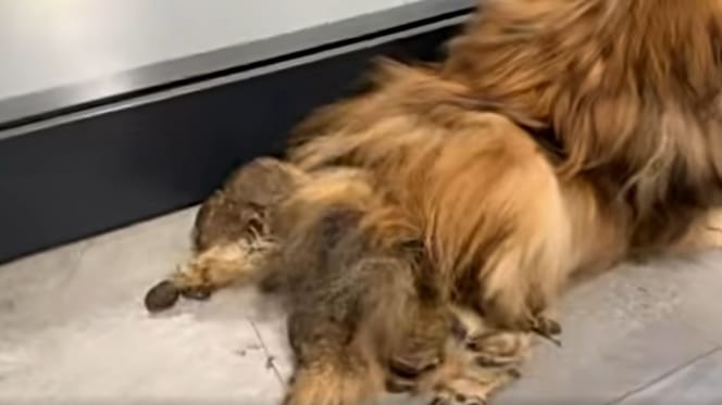 Mit Kot verklebter Hund