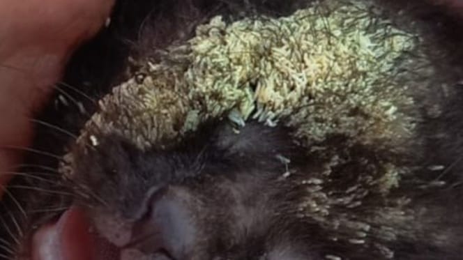 Mit Maden besetztes Gesicht eines ausgesetzten Katzenbabys