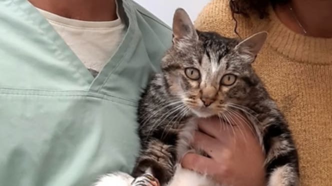 Mochat the cat