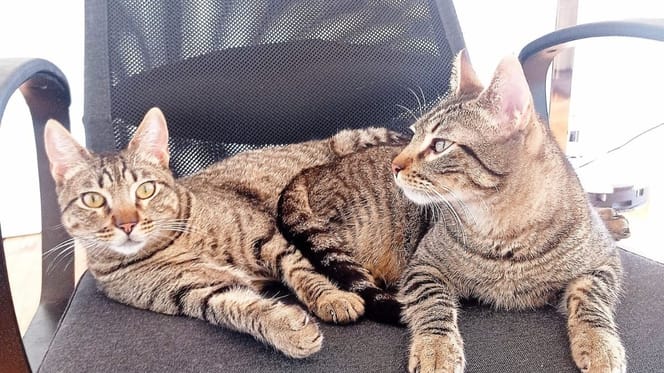 mochi-zero-gatos-hermanos-adopcion-conjunta