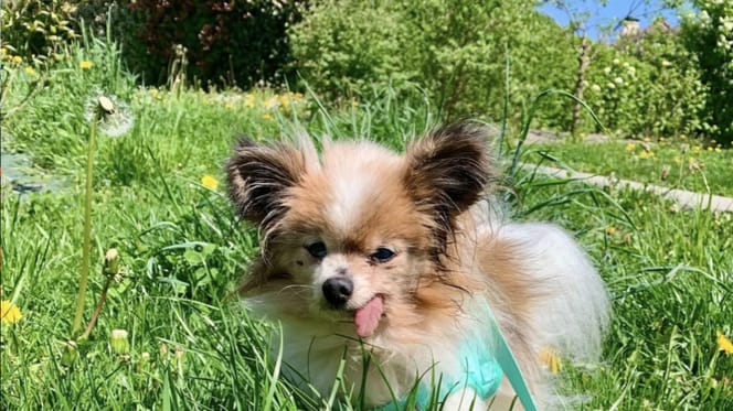 Mogelijk oudste hond ter wereld maand na adoptie overleden