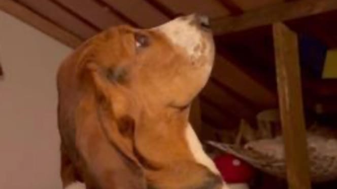 Moo le chien