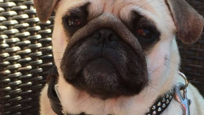 Mops Amadeus