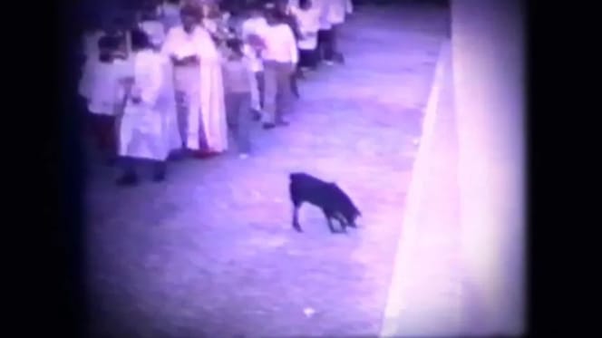 moro-el-perro-de-los-entierros