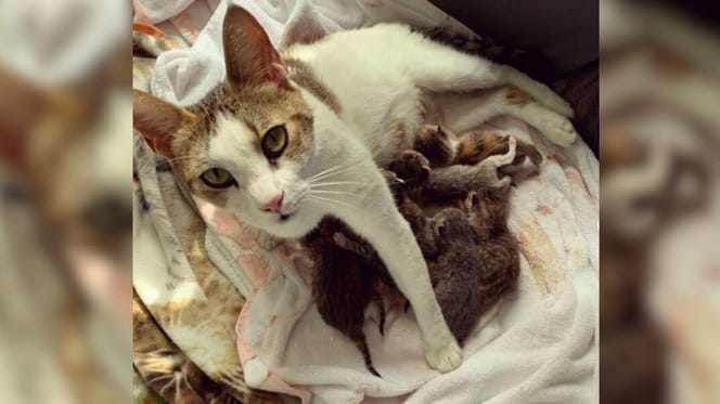 Mother cat with huge litter of kittens