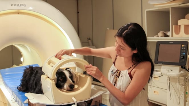 MRI onderzoek wijst uit dat honden veel meer mensenlijke emoties kunnen lezen