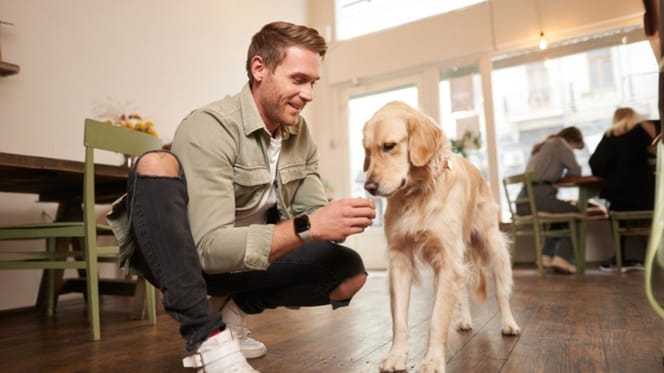 muestras-gratuitas-Purina-Adventuros-perros-bares-madrid-barcelona