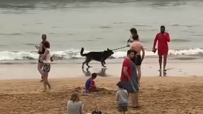 mujer-detenida-perro-playa-gijon