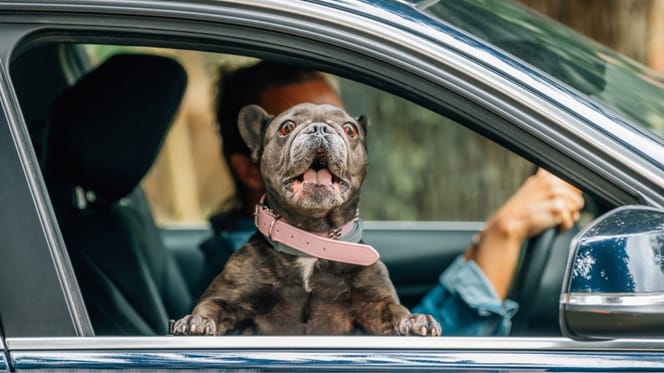 multa-viajar-perro-semana-santa