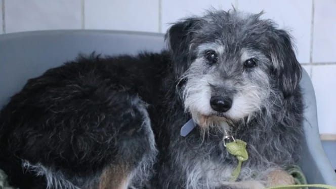 Mumin in seinem Körbchen