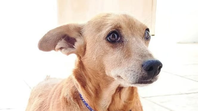 musa-perrita-en-adopcion