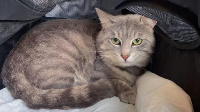 Musso the cat