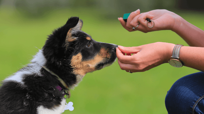 My puppy will not listen to me: woman and puppy on grass