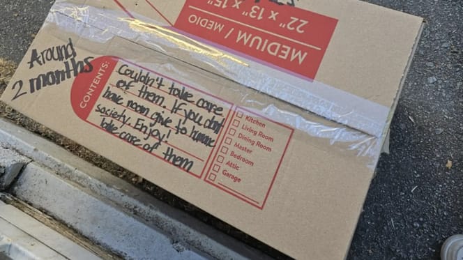 Mysteriöser Karton vor dem Tierheim