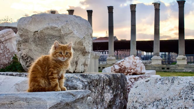 mythologische kattennamen