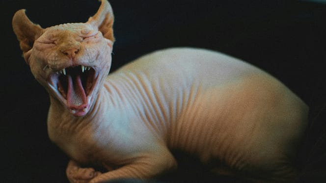 Naaktkatten en Schottish Folds dreigen helemaal uit het straatbeeld te verdwijnen na nieuw verbod