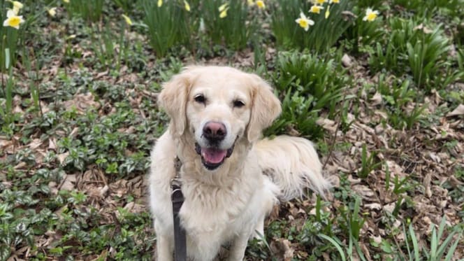 Nala is op zoek naar een nieuw thuis. Adopteer jij haar?