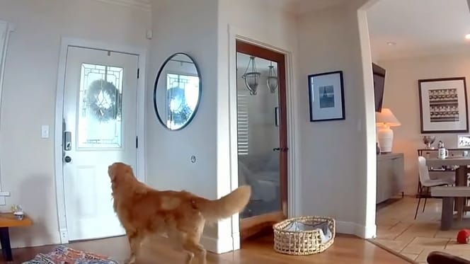Golden retriever o imieniu Nash