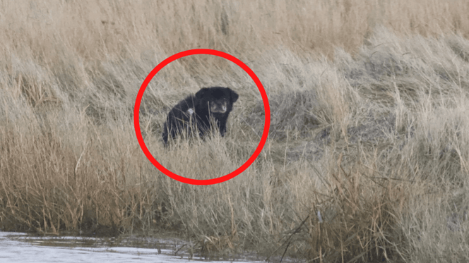 Parc naturel de la mer des Wadden.