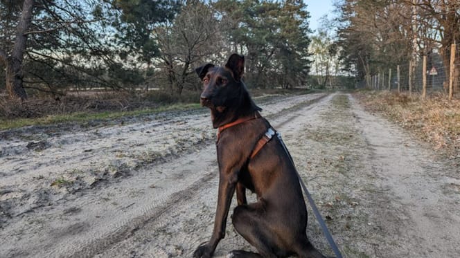 Nero is op zoek naar een nieuw thuis. Adopteer jij haar?