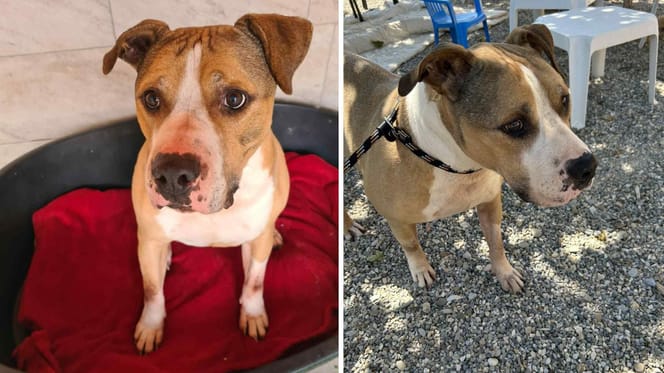 Nexo, chien à adopter
