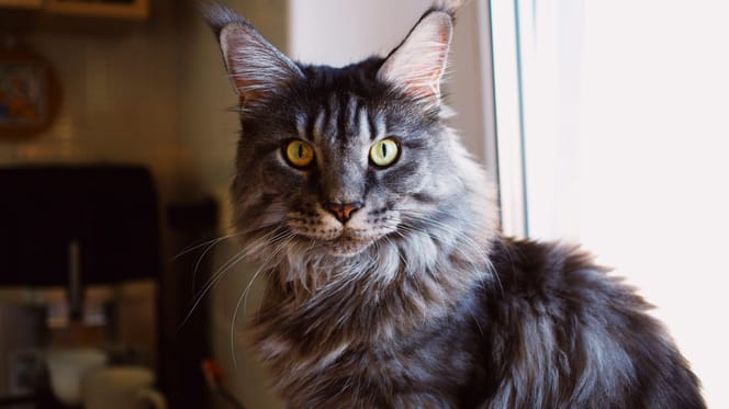 Niet 1 van de Maine Coone katten uit het verhaal