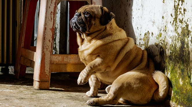 Nieuw implantaat wordt getest tegen overgewicht bij honden