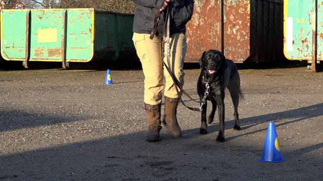 Nieuwe espace room, maar dan voor honden, in Belfeld