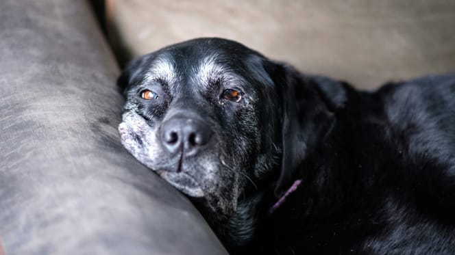 Nieuwe pil geeft honden extra jaren