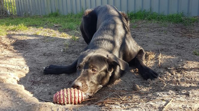 Nike is op zoek naar zijn nieuwe thuis. Adopteer jij hem?
