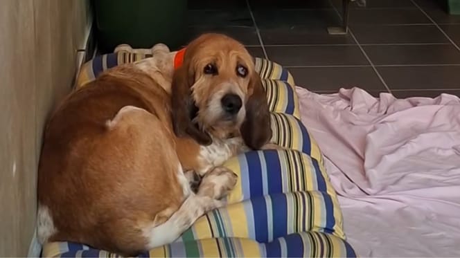 Nina, chienne de 9 ans